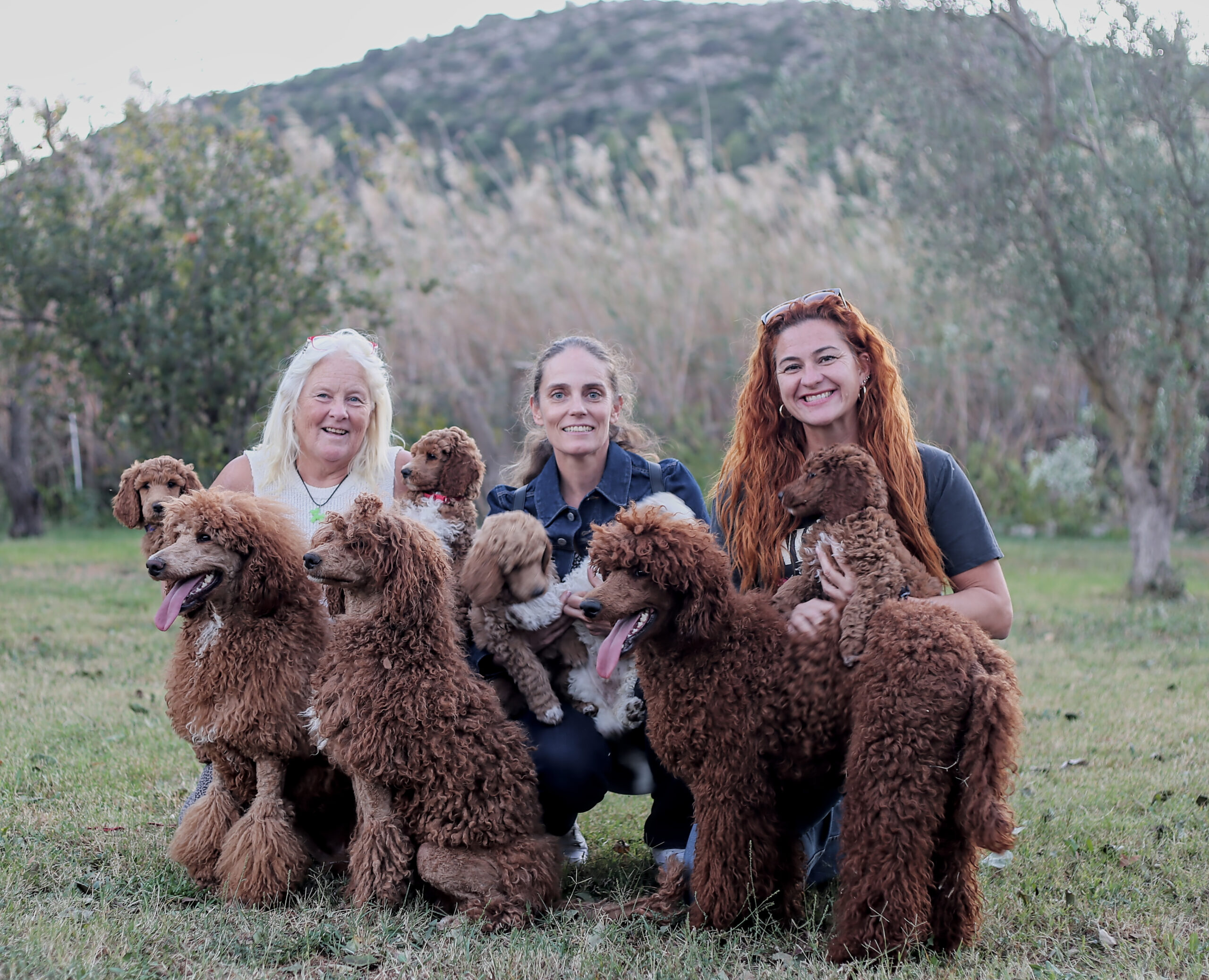 poedel hondentaal cursussen training