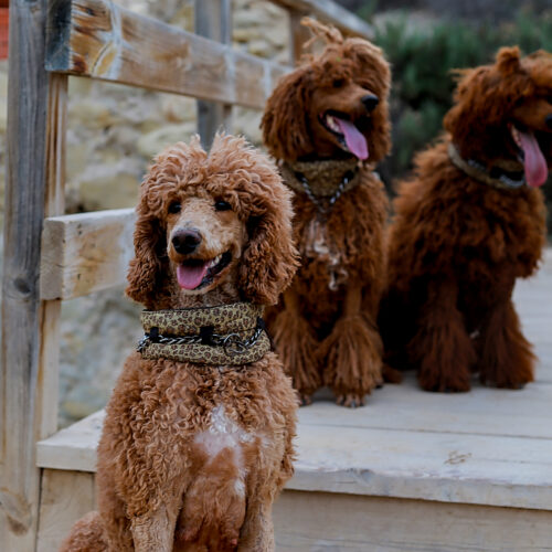 poedel hondentaal cursussen training poedel hondentaal cursussen training