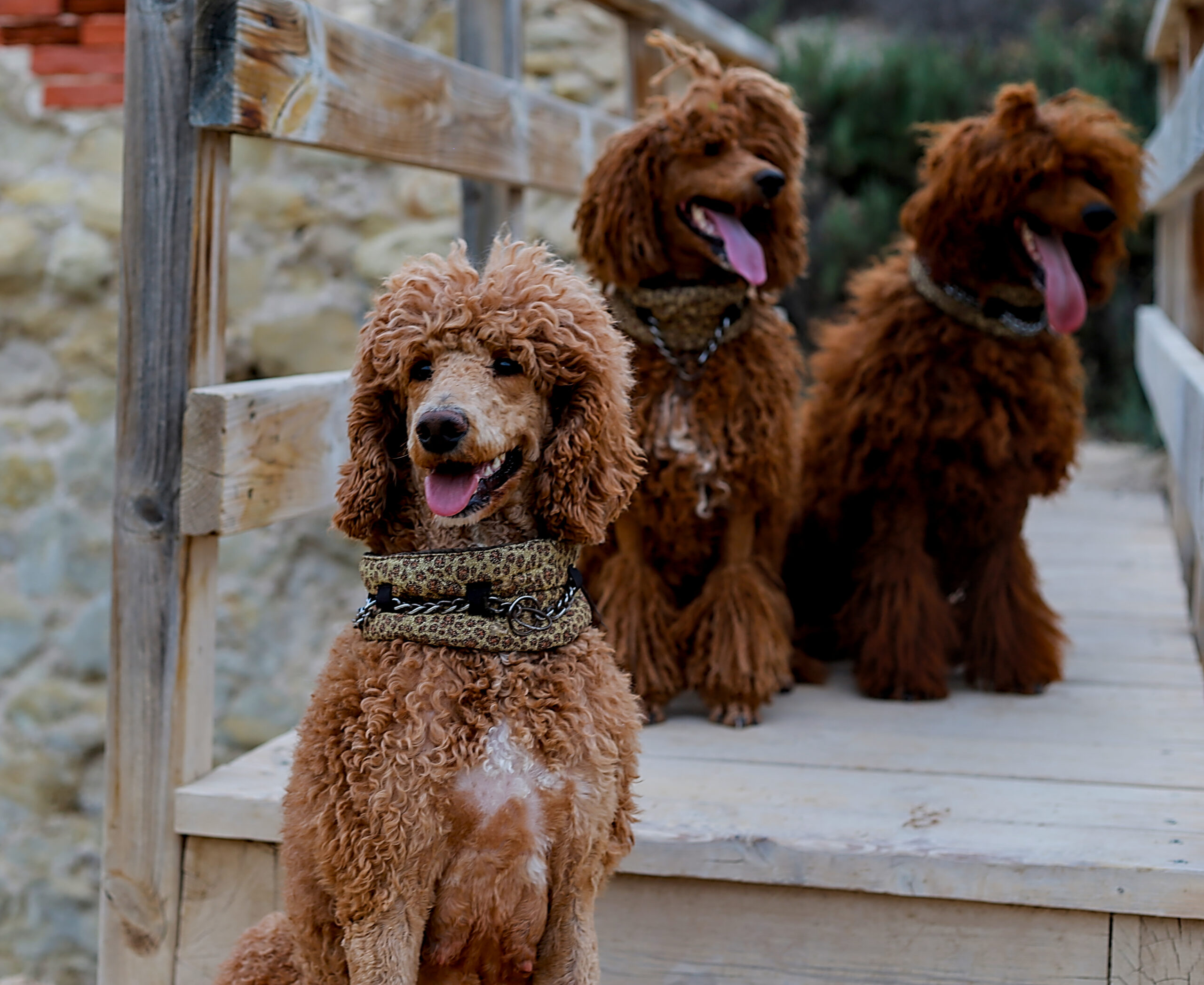 Superklas – Wat zegt jouw poedel