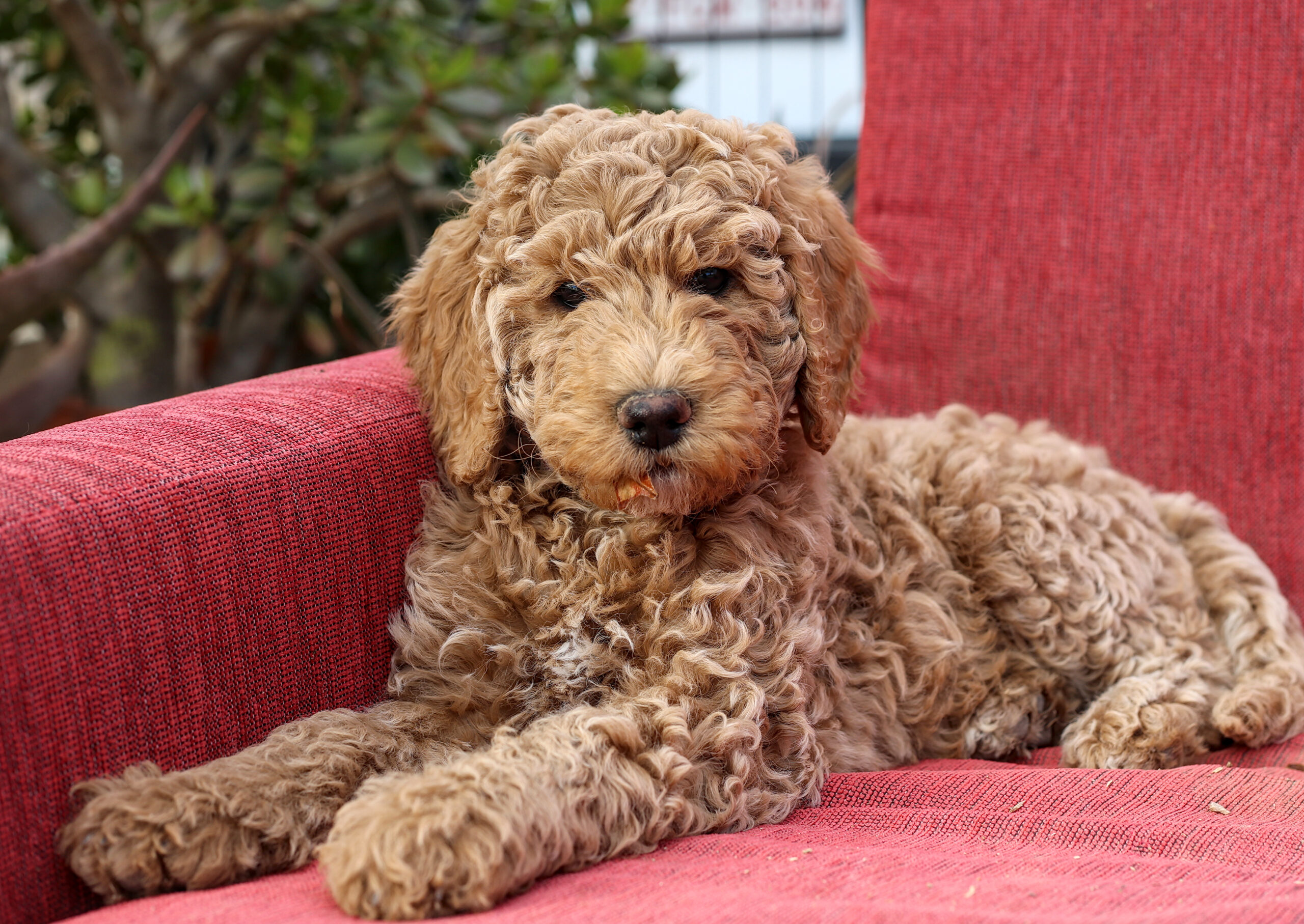 Beginnersklas – Wat zegt jouw poedel