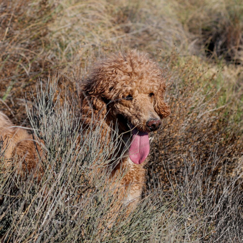 poedel hondentaal cursussen training