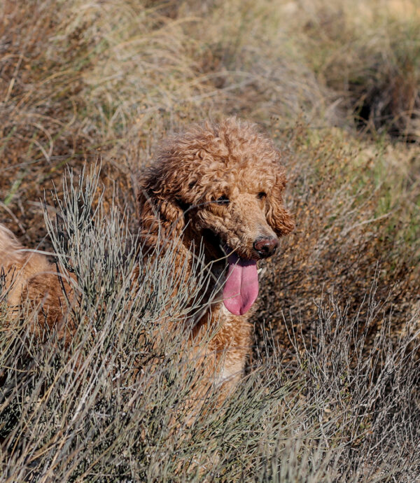 poedel hondentaal cursussen training