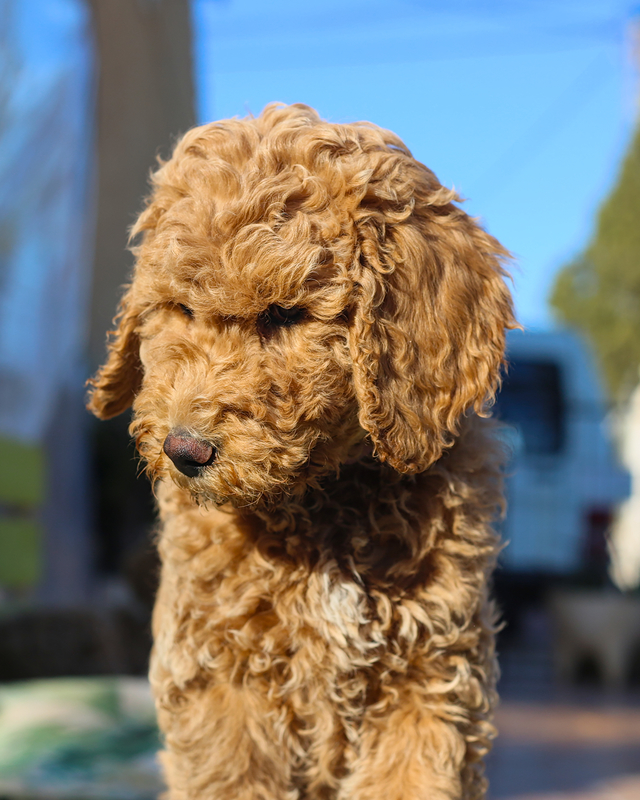 poedel hondentaal cursussen training