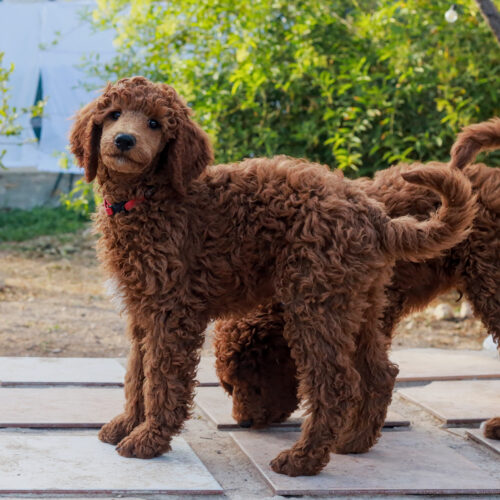 poedel hondentaal cursussen training