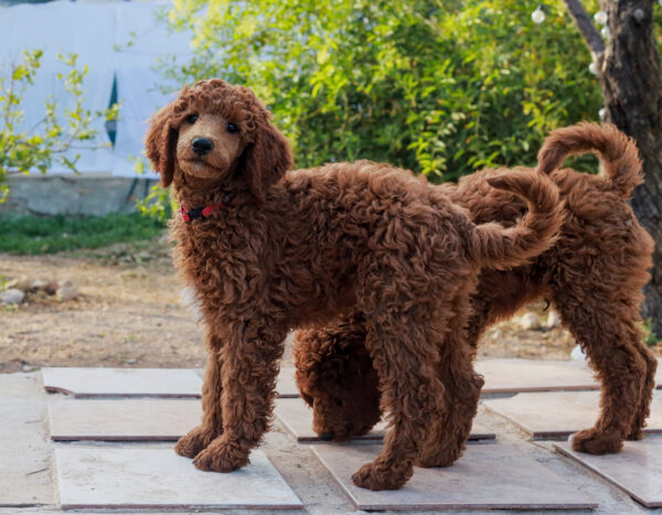 poedel hondentaal cursussen training