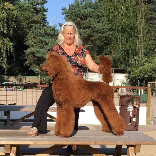 poedel hondentaal cursussen training