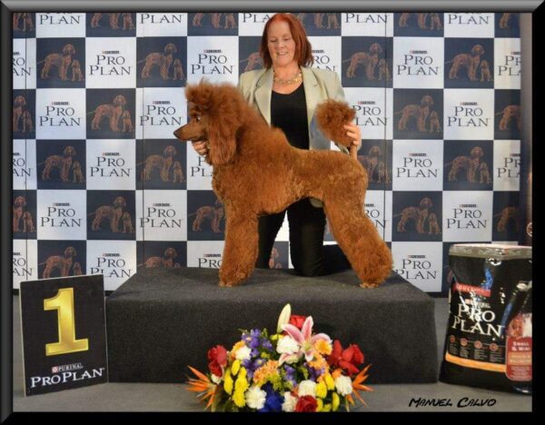 poedel hondentaal cursussen training