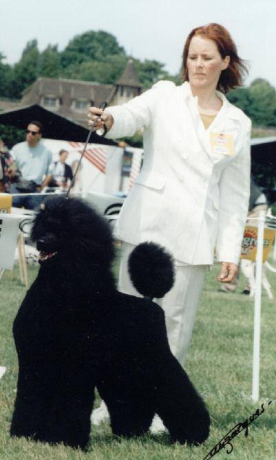 poedel hondentaal cursussen training