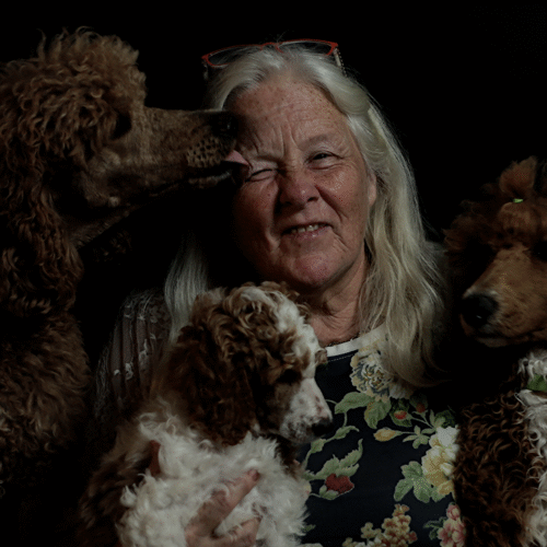 poedel hondentaal cursussen training poedel hondentaal cursussen training