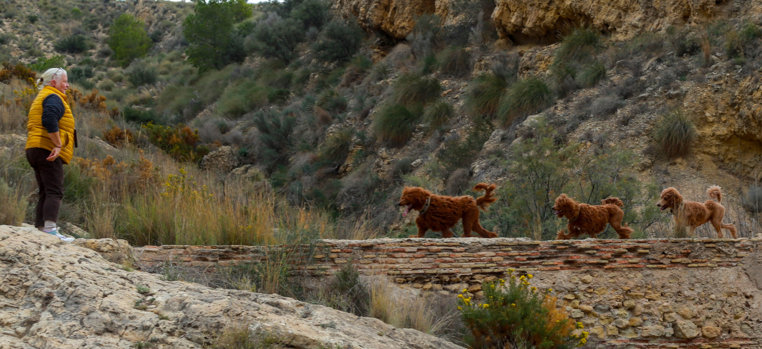 poedel hondentaal cursussen training