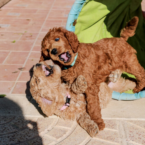 poedel hondentaal cursussen training poedel hondentaal cursussen training