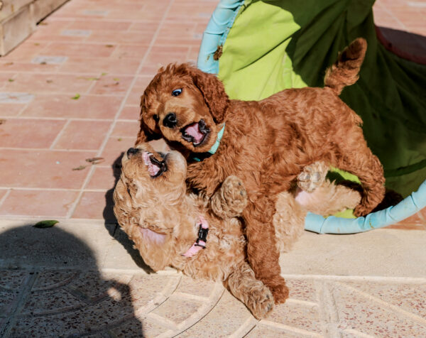 poedel hondentaal cursussen training poedel hondentaal cursussen training