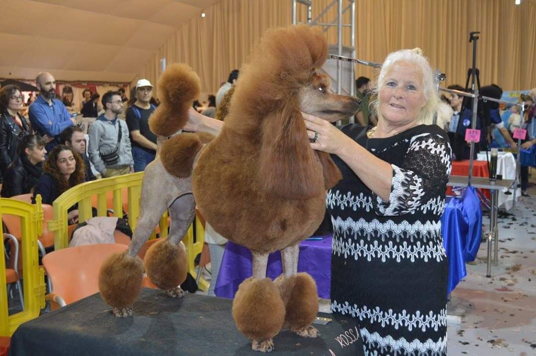 poedel hondentaal cursussen training