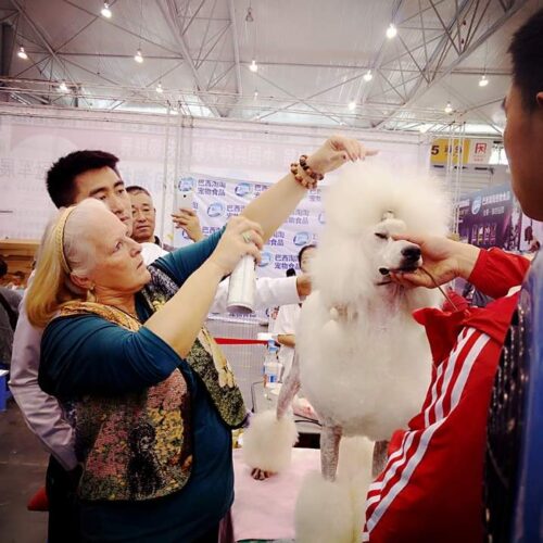 poedel hondentaal cursussen training