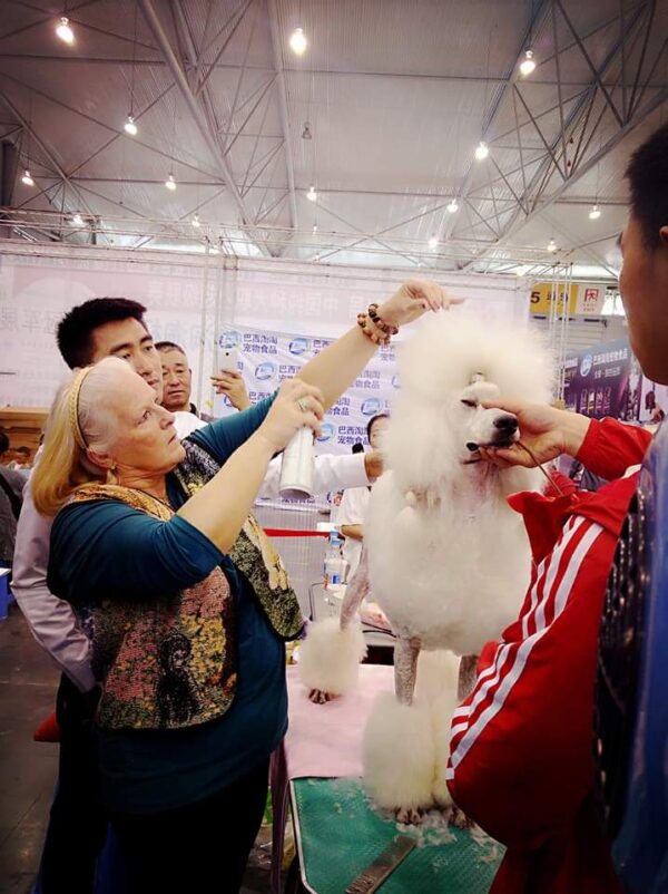 poedel hondentaal cursussen training