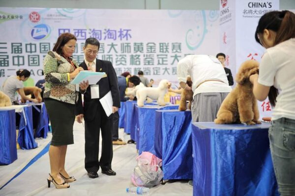 poedel hondentaal cursussen training