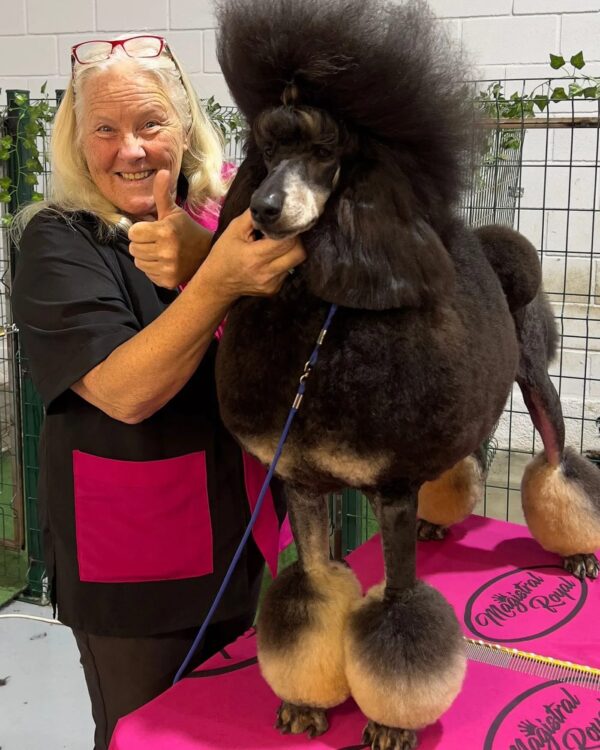 poedel hondentaal cursussen training