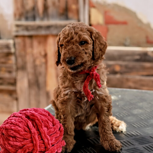 poedel hondentaal cursussen training poedel puppy training