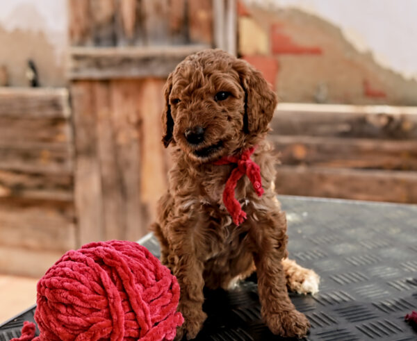 poedel hondentaal cursussen training poedel puppy training