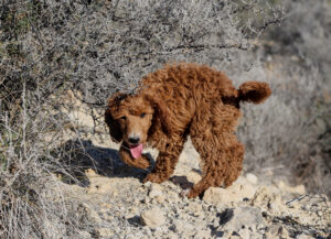 poedel hondentaal cursussen training