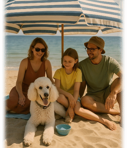 poedel hondentaal cursussen training poedel hondentaal cursussen training