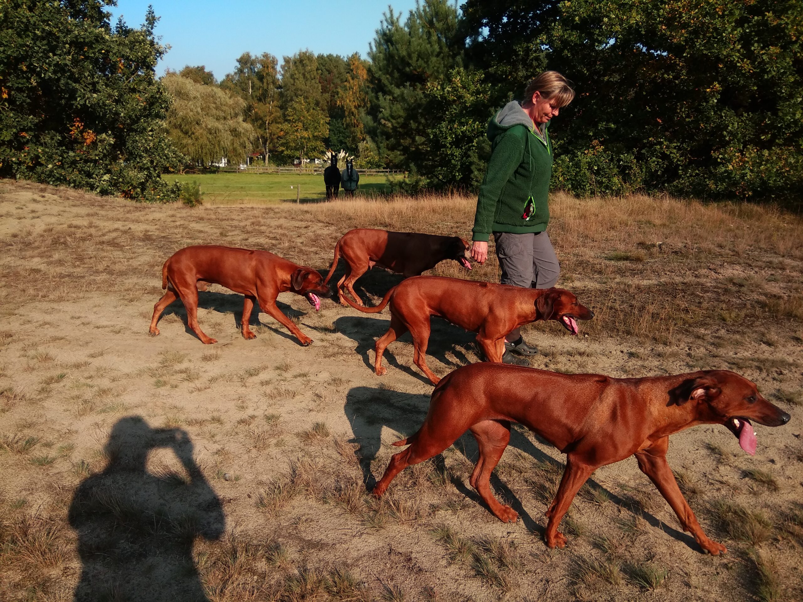 Rhodesian Ridgeback