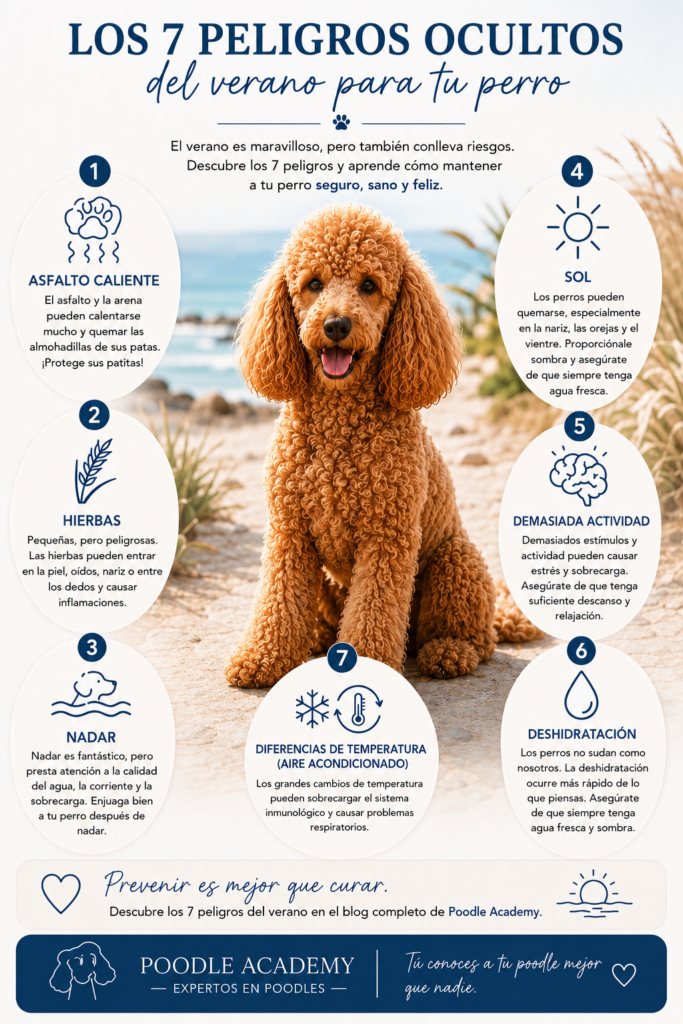 caniche poodle verano que hacer perro curso peluqieria canina
