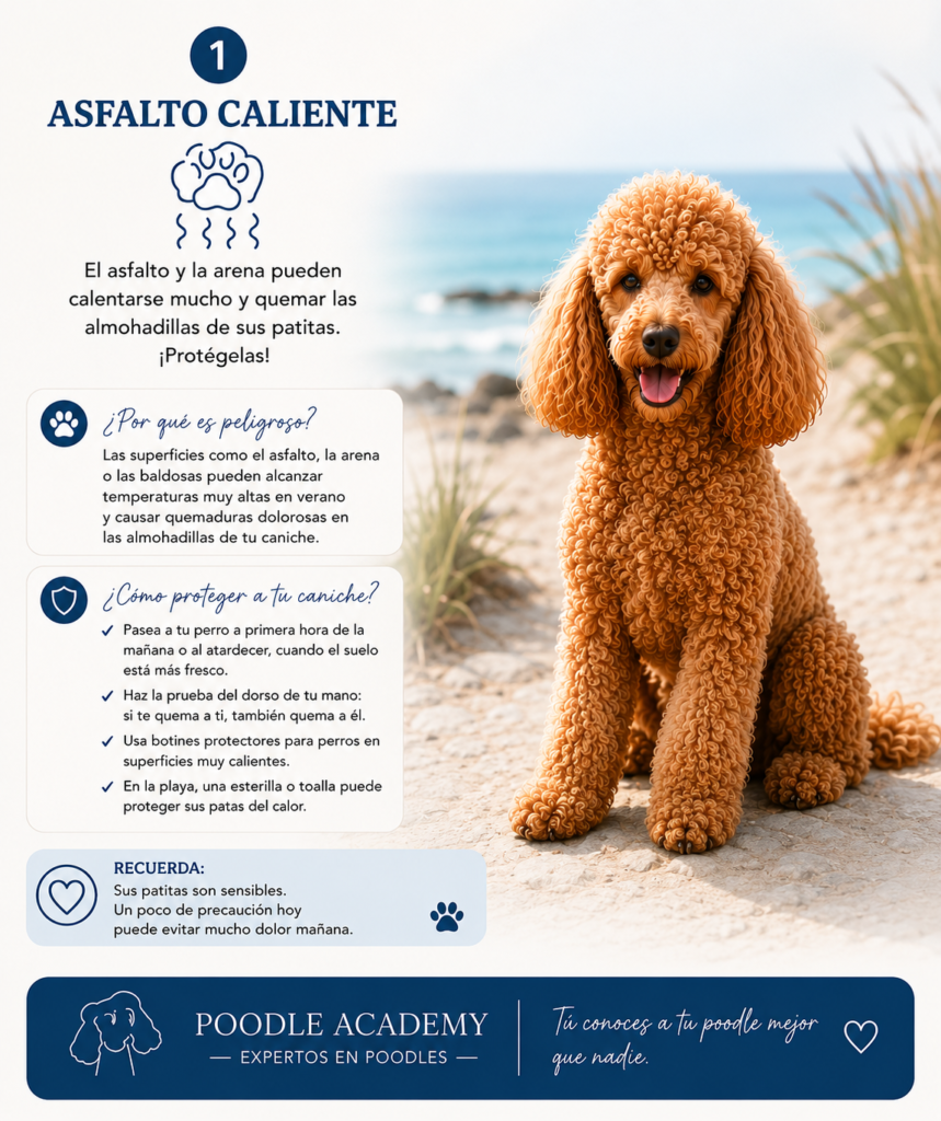 caniche poodle verano que hacer perro curso peluqieria canina