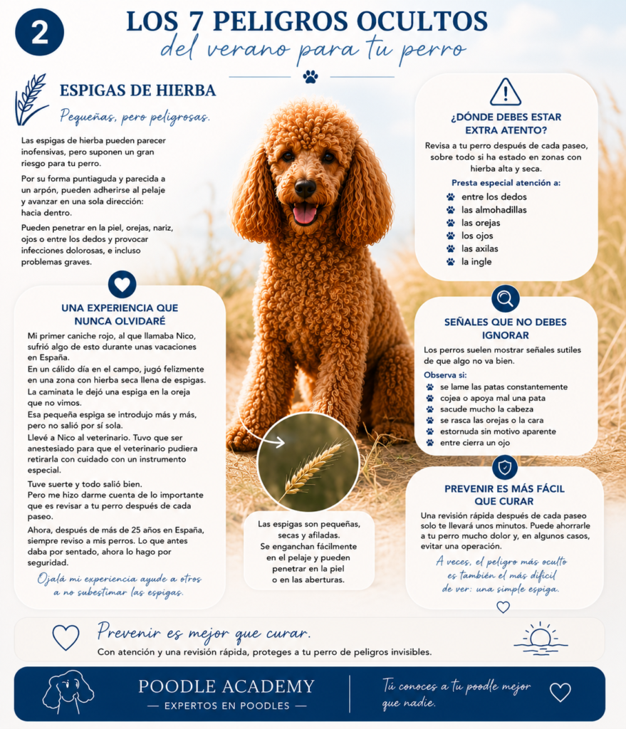 caniche poodle verano que hacer perro curso peluqieria canina