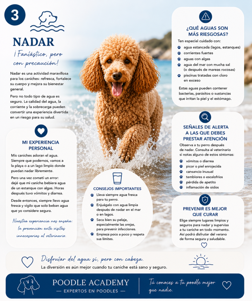 caniche poodle verano que hacer perro curso peluqieria canina