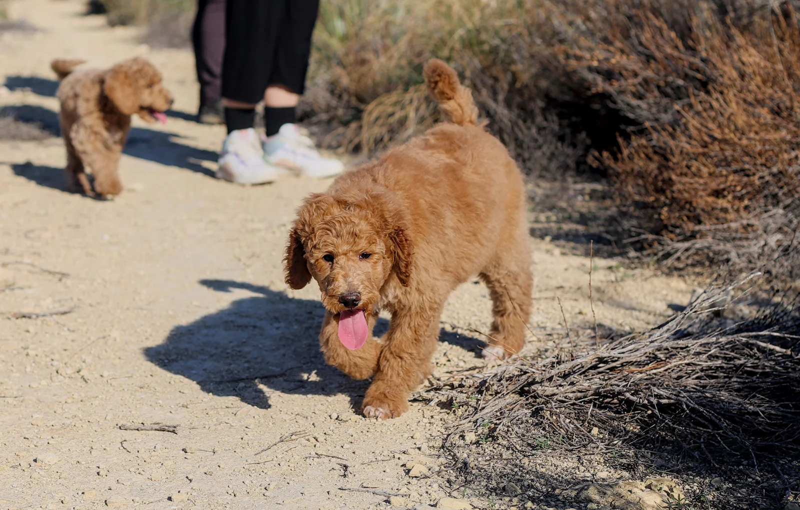 caniche poodle verano que hacer perro curso peluqieria canina