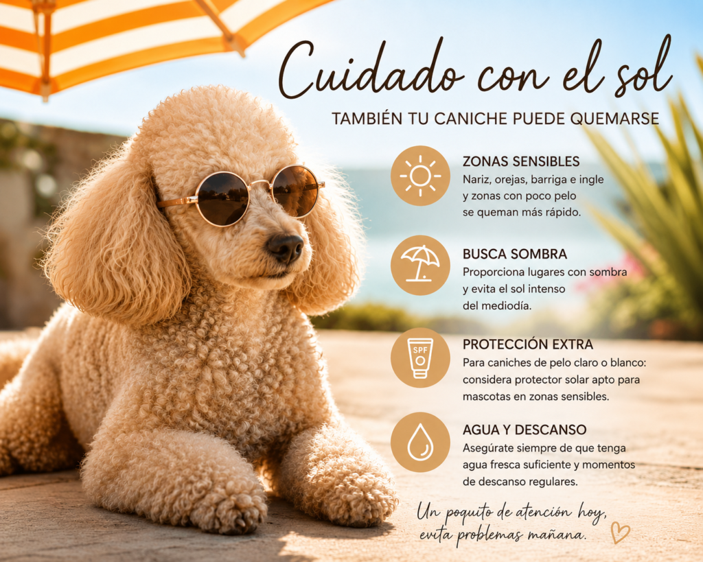 caniche poodle verano que hacer perro curso peluqieria canina
