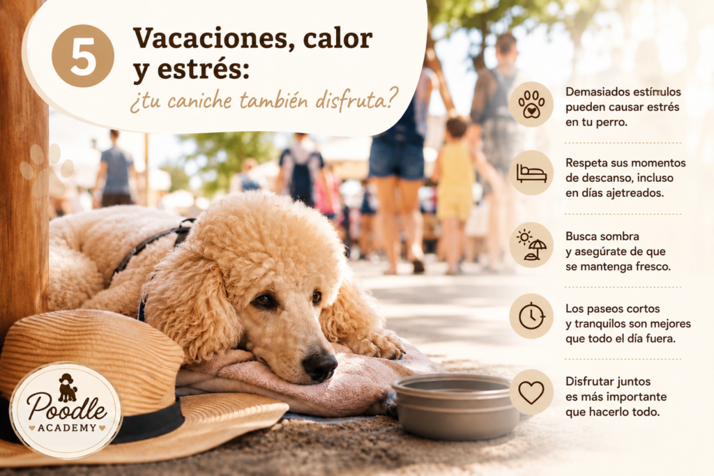 caniche poodle verano que hacer perro curso peluqieria canina