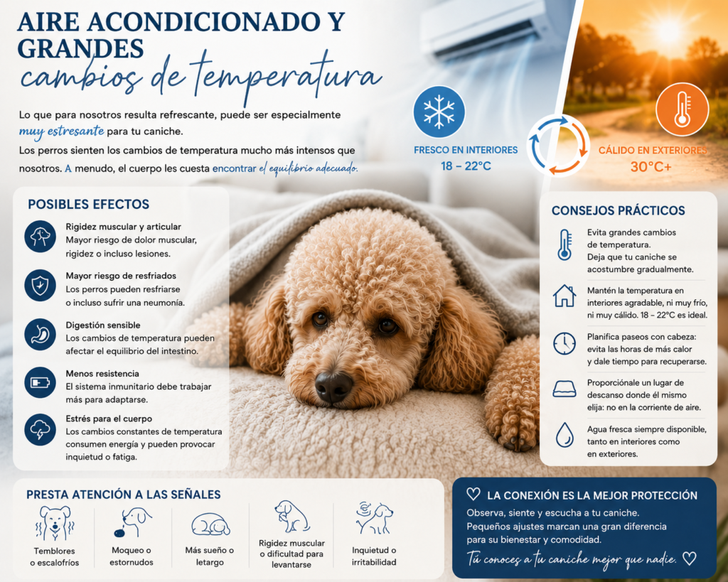caniche poodle verano que hacer perro curso peluqieria canina